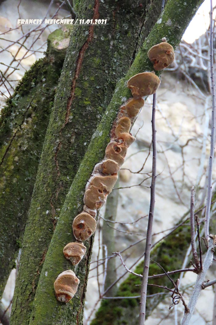 Phellinus tuberculosus