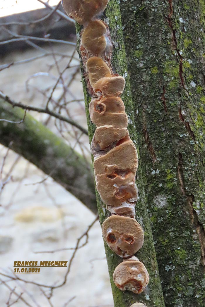 Phellinus tuberculosus