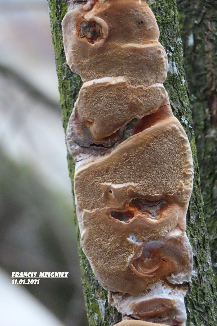 Phellinus tuberculosus