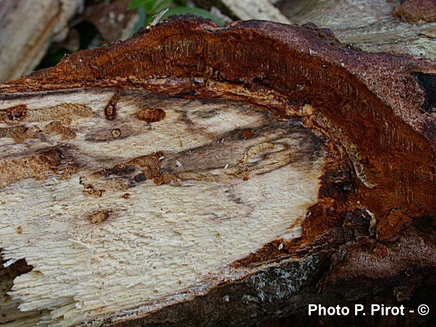 Phellodon ferrugineus