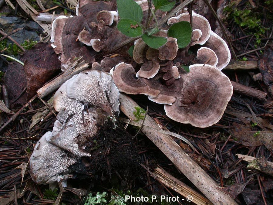 Phellodon melaleucus