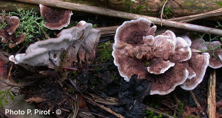 Phellodon melaleucus