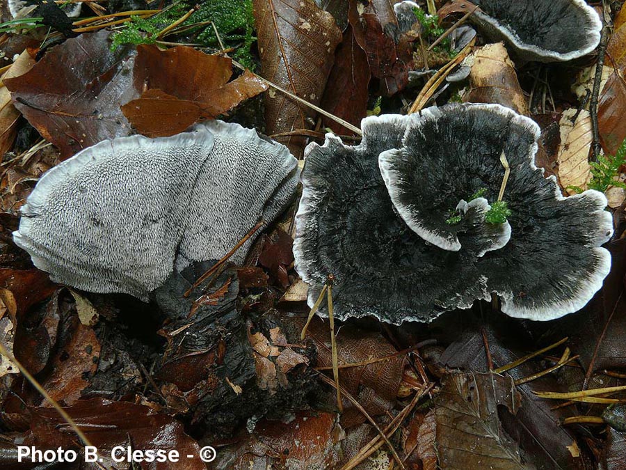 Phellodon niger