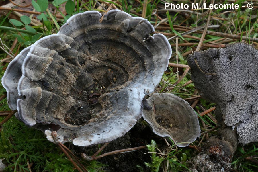 Phellodon niger