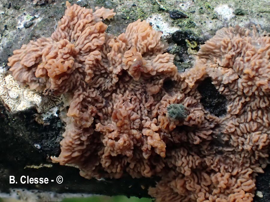 Phlebia rufa