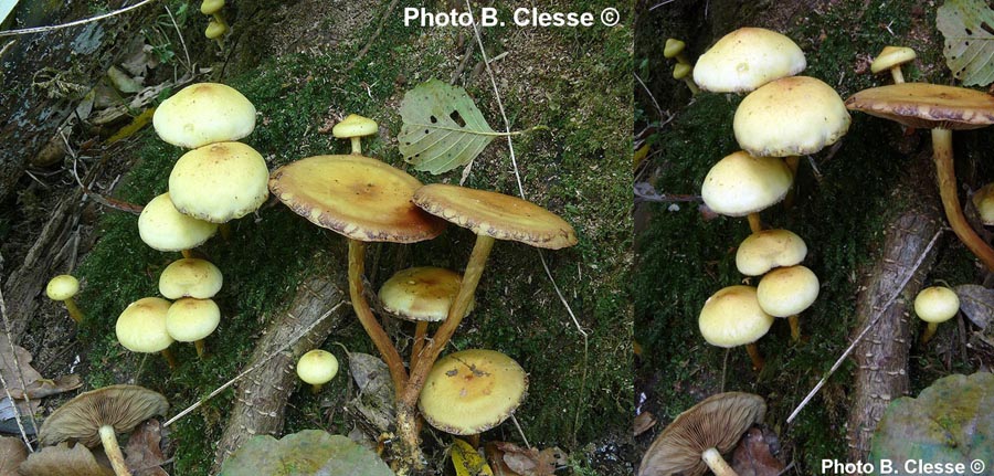 Pholiota alnicola (Flammula alnicola)