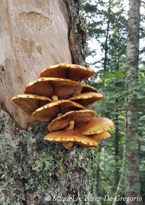 Pholiota adiposa