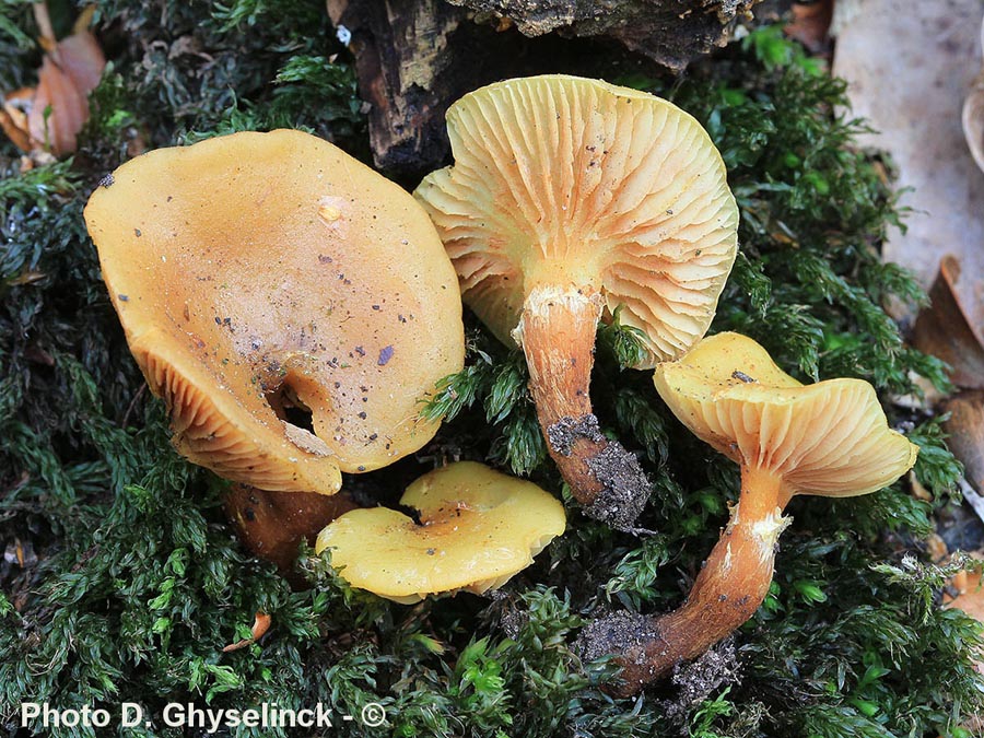 Pholiota alnicola