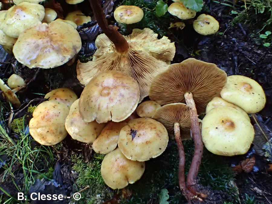 Pholiota alnicola (Flammula alnicola)