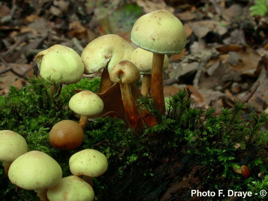 Pholiota alnicola