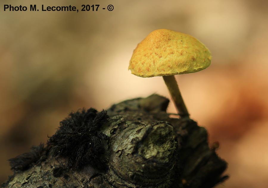 Pholiota alnicola (Flammula alnicola)