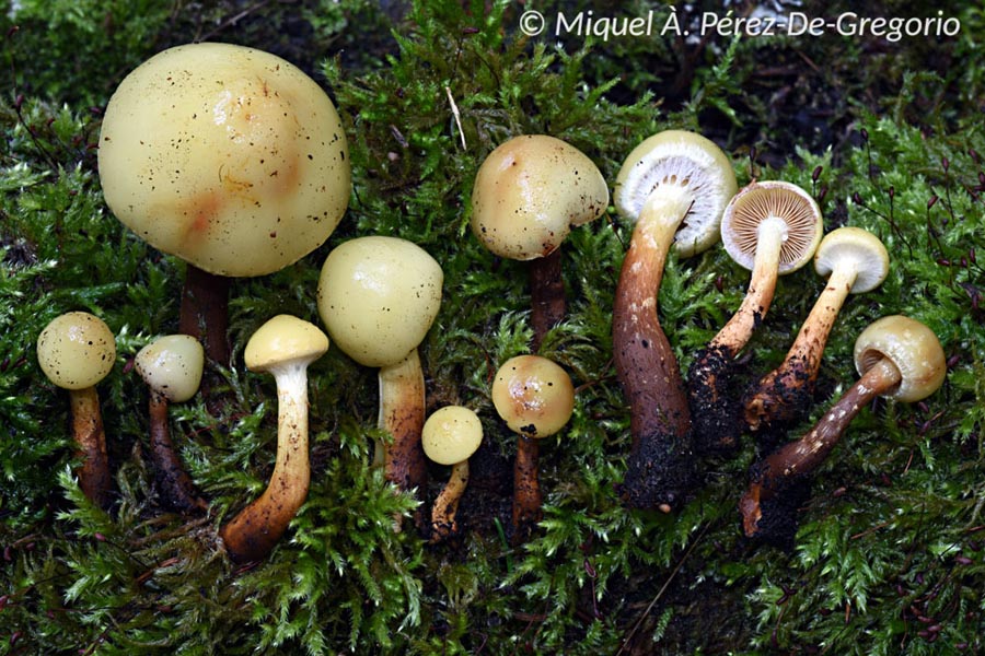 Pholiota alnicola (Flammula alnicola)