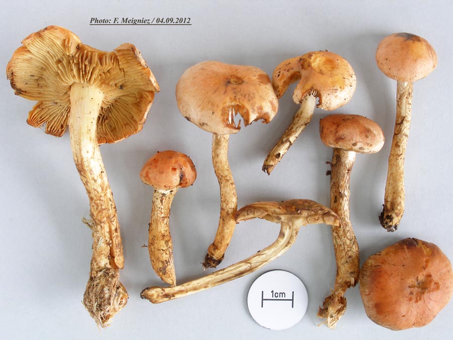 Pholiota astragalina