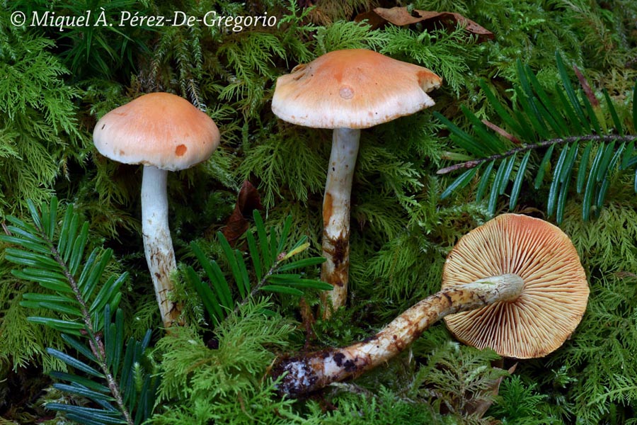 Pholiota astragalina