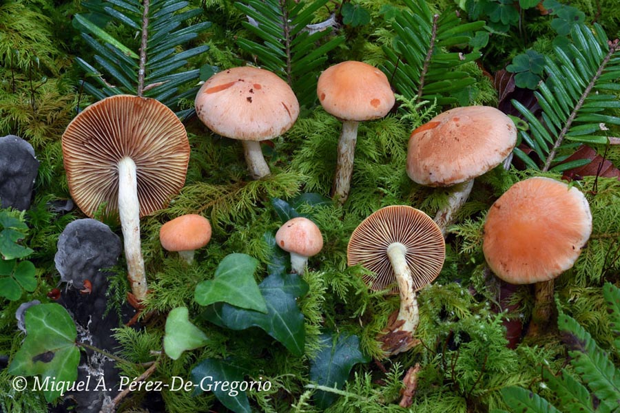 Pholiota astragalina