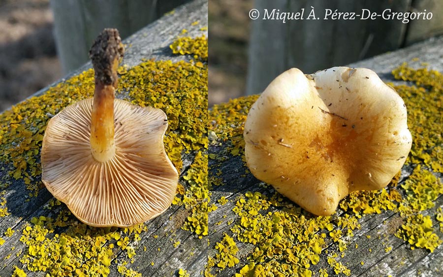 Pholiota conissans