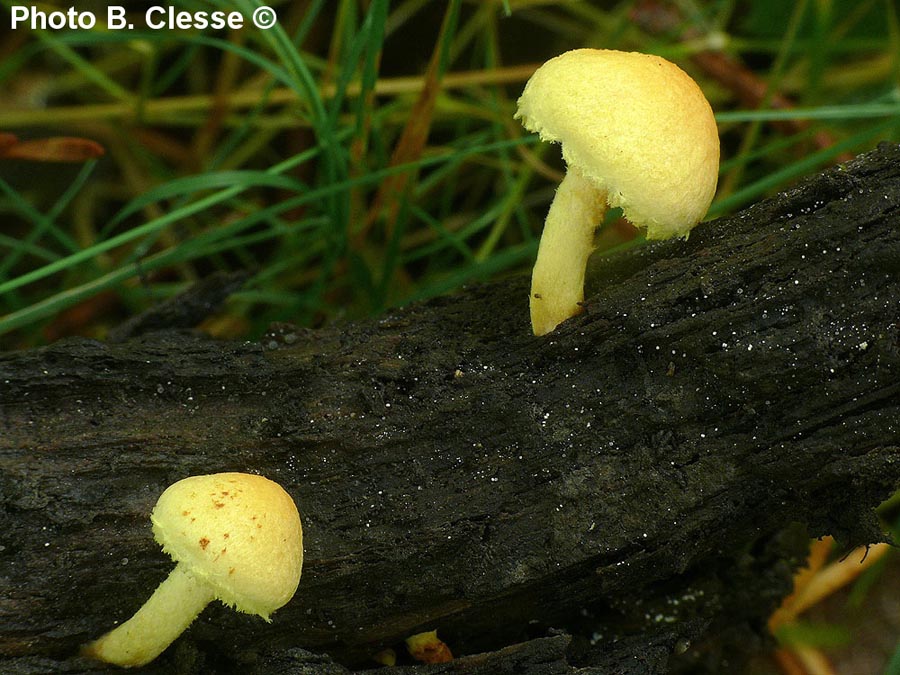 Pholiota curvipes