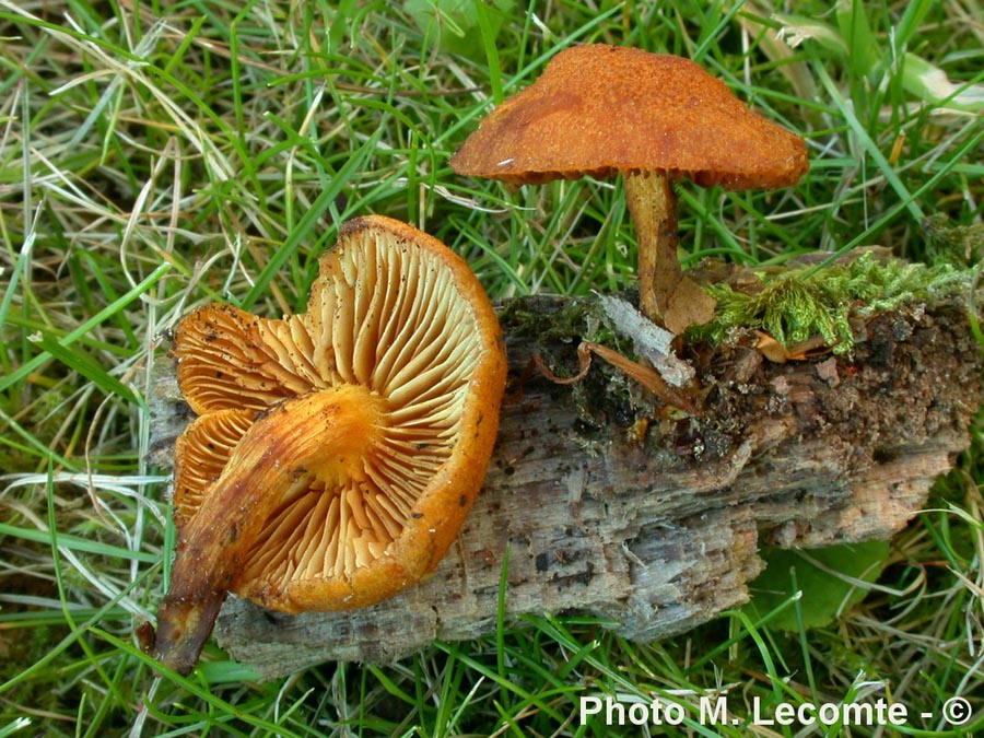 Pholiota curvipes