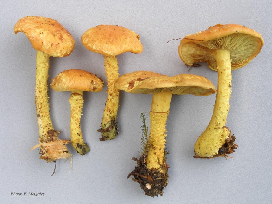 Pholiota flammans