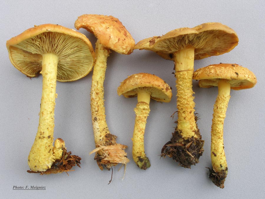 Pholiota flammans