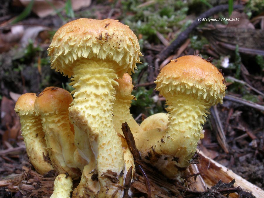 Pholiota flammans