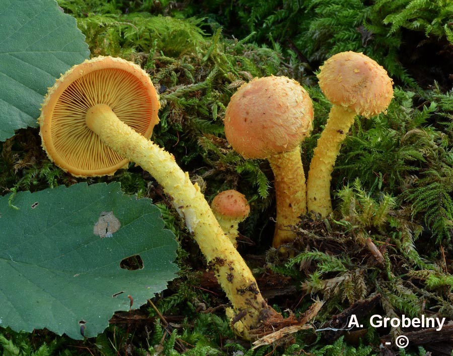 Pholiota flammans