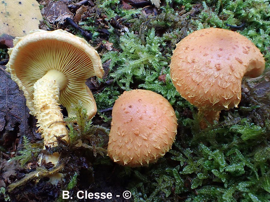 Pholiota flammans