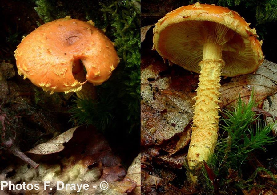 Pholiota flammans