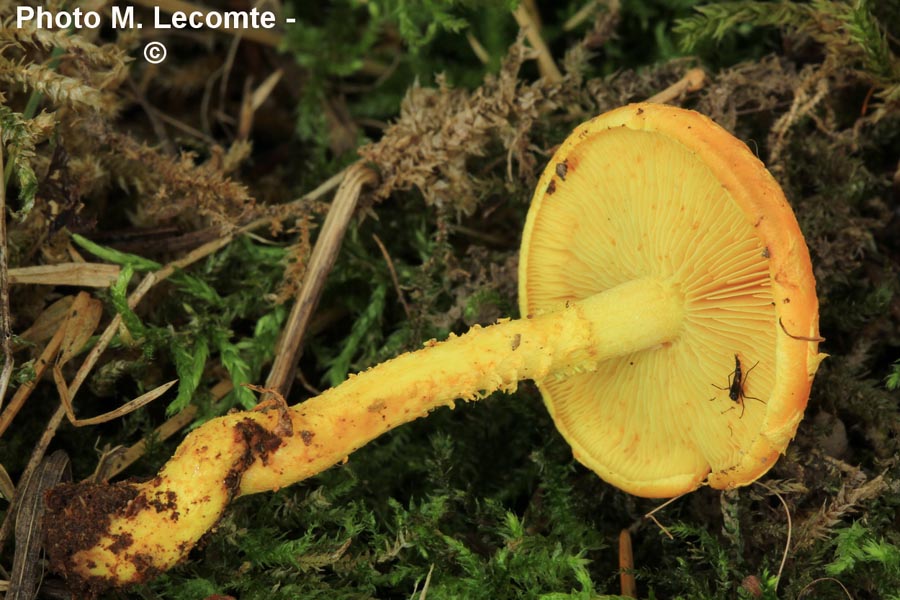 Pholiota flammans