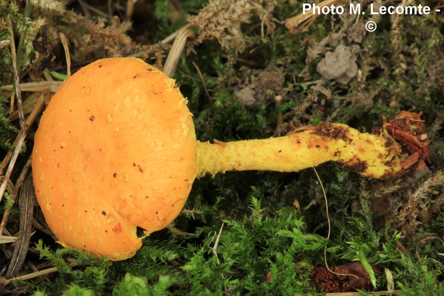 Pholiota flammans