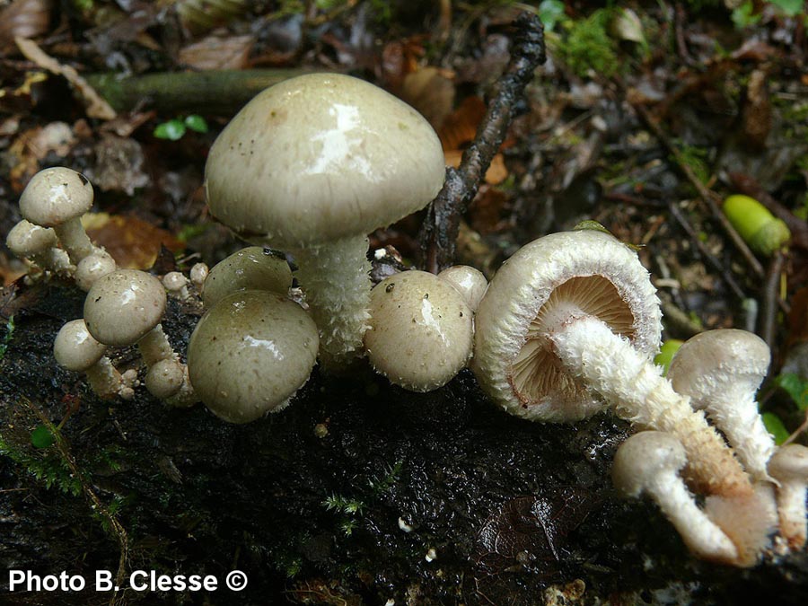 Pholiota gummosa