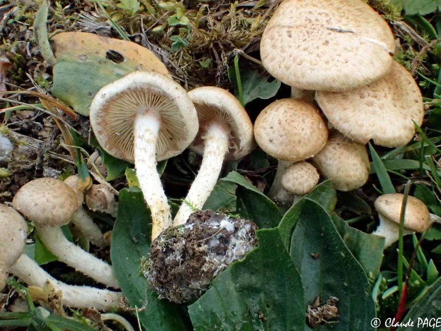 Pholiota gummosa