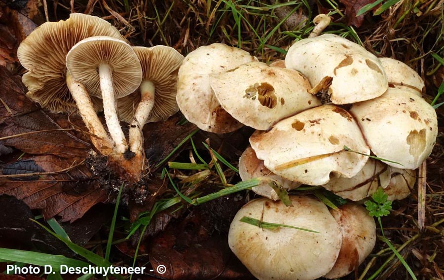 Pholiota gummosa