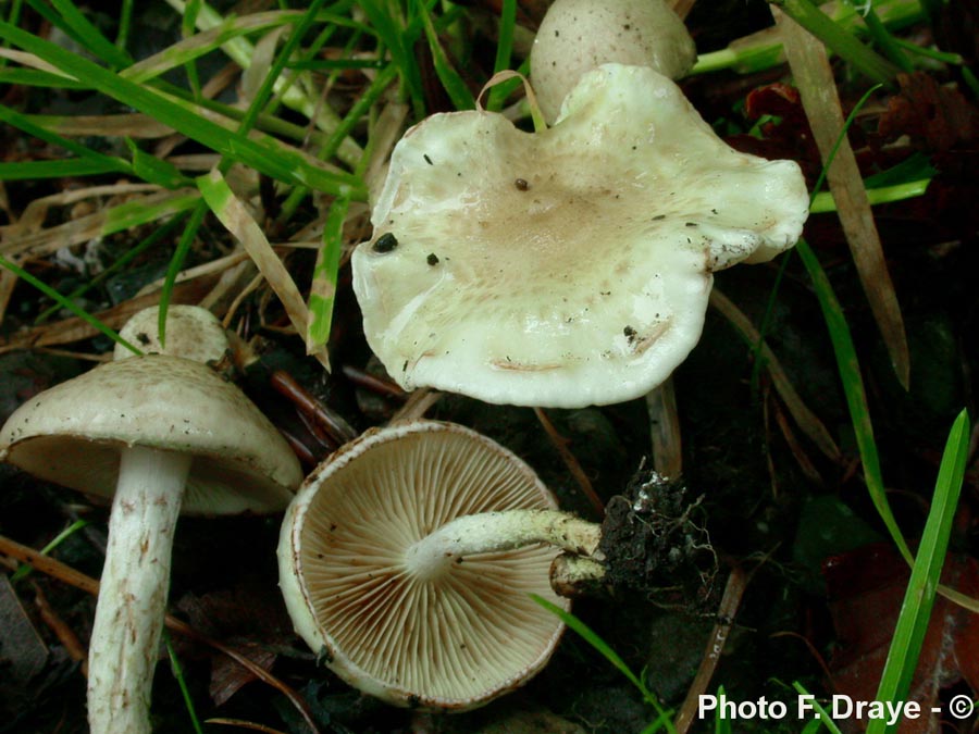 Pholiota gummosa