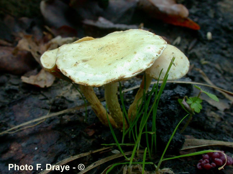 Pholiota gummosa