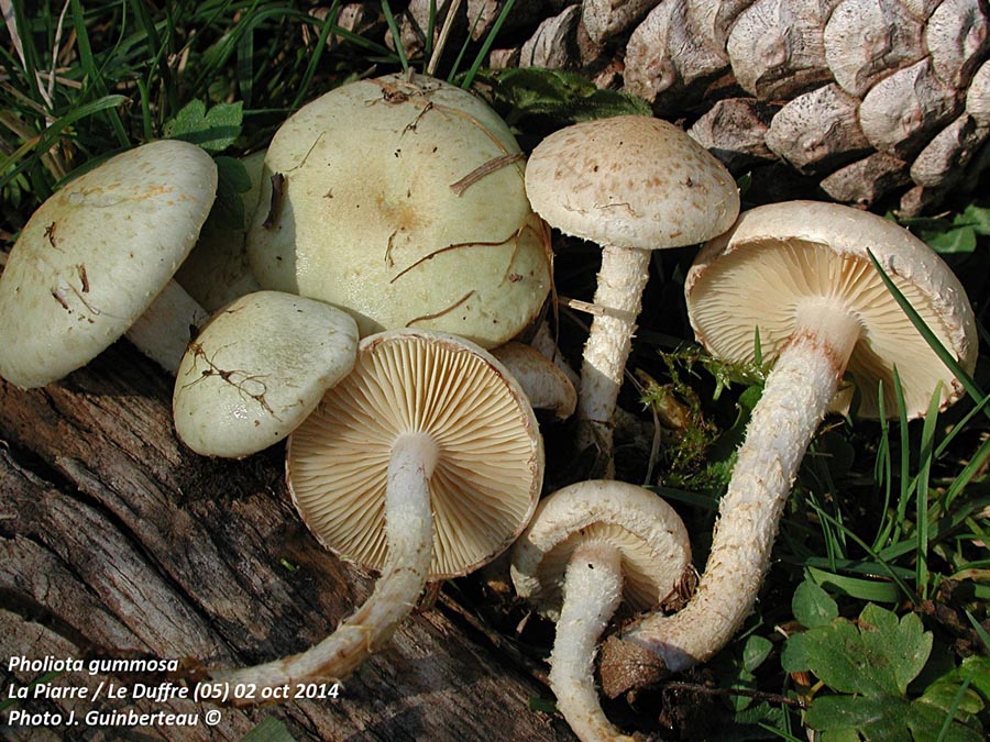 Pholiota gummosa