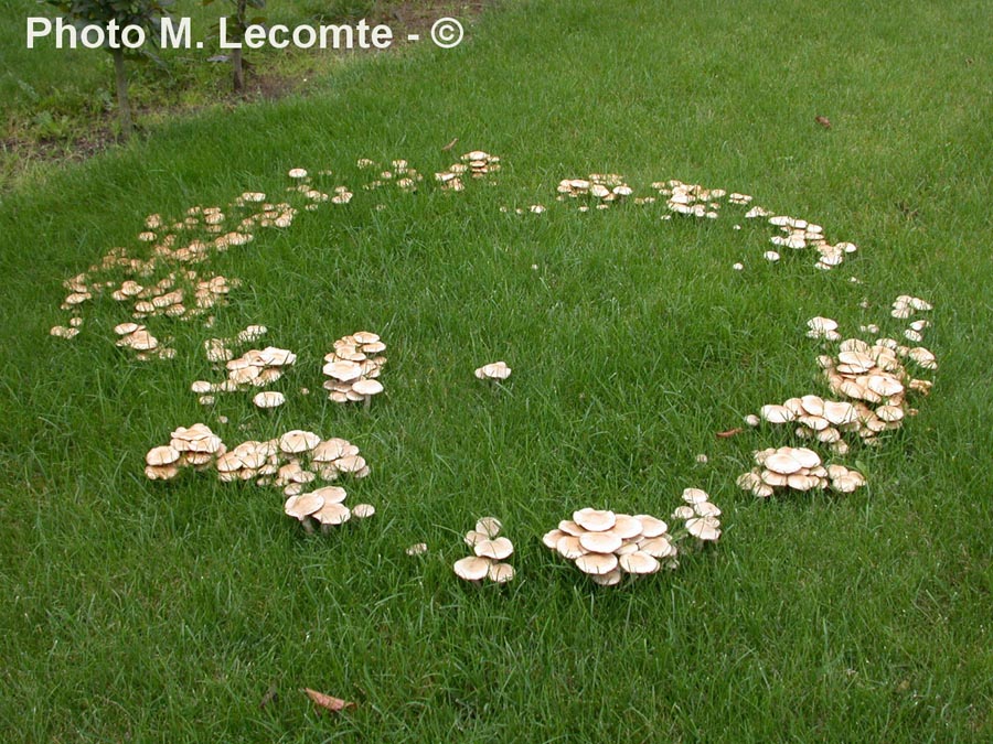 Pholiota gummosa