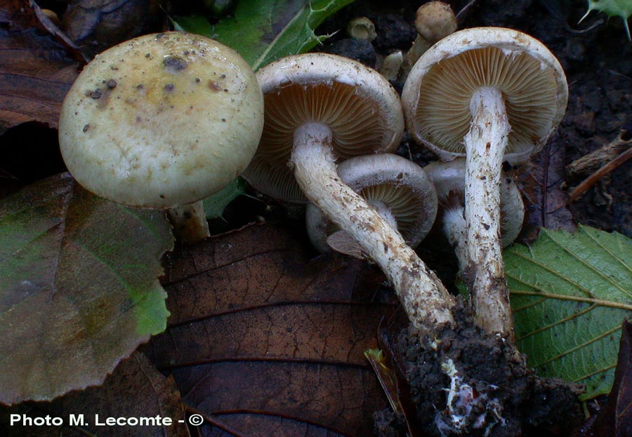 Pholiota gummosa