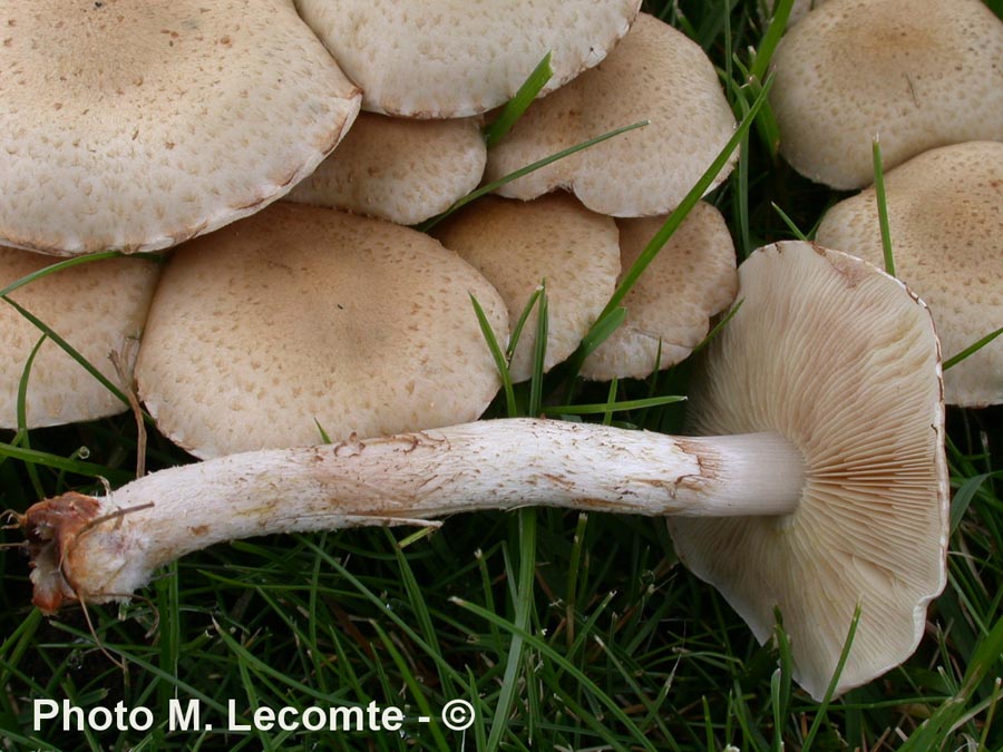 Pholiota gummosa