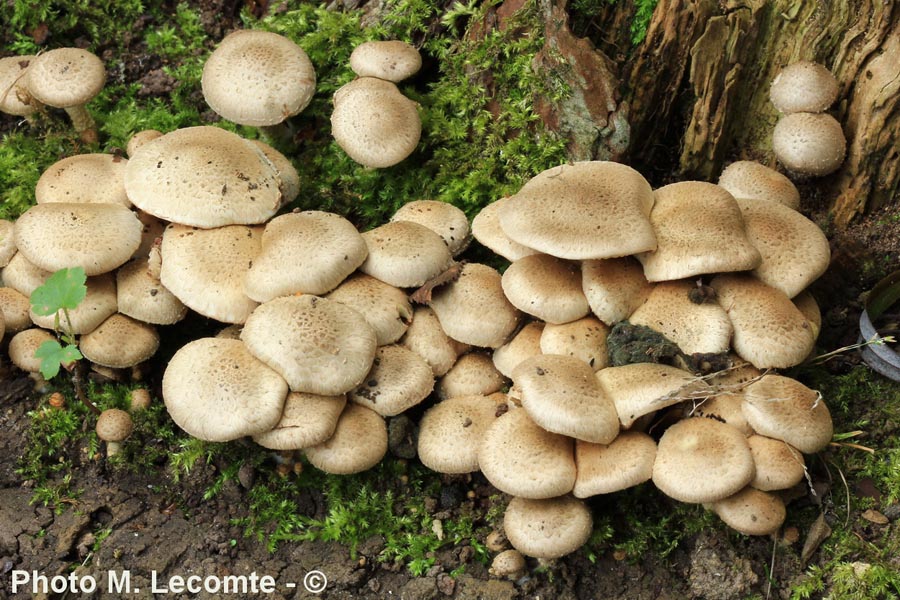 Pholiota gummosa