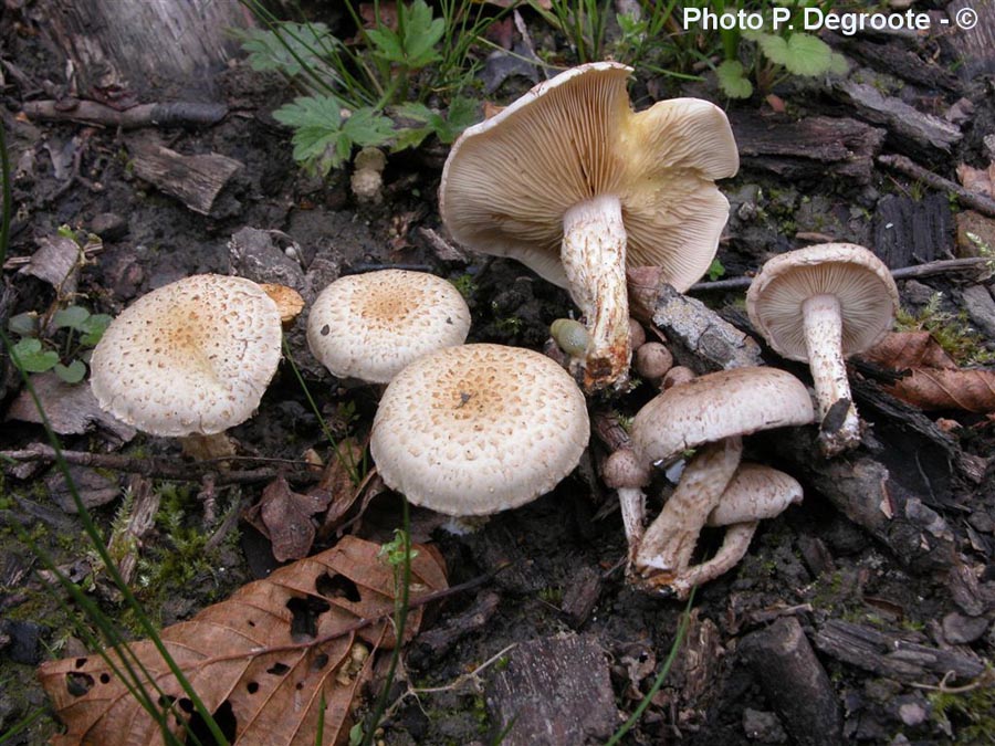 Pholiota gummosa