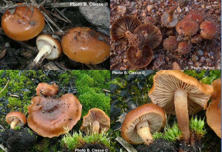 Pholiota highlandensis