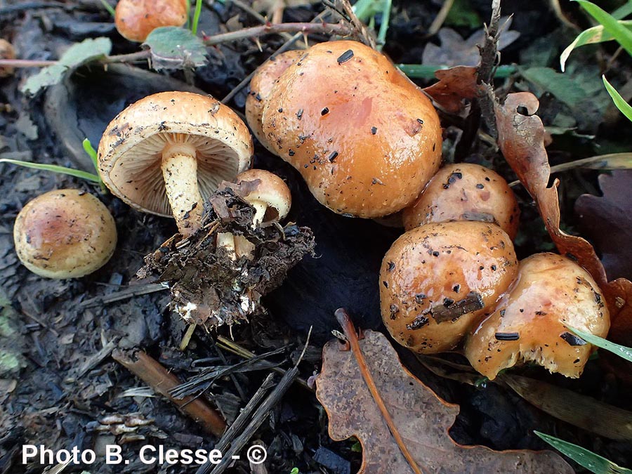 Pholiota highlandensis