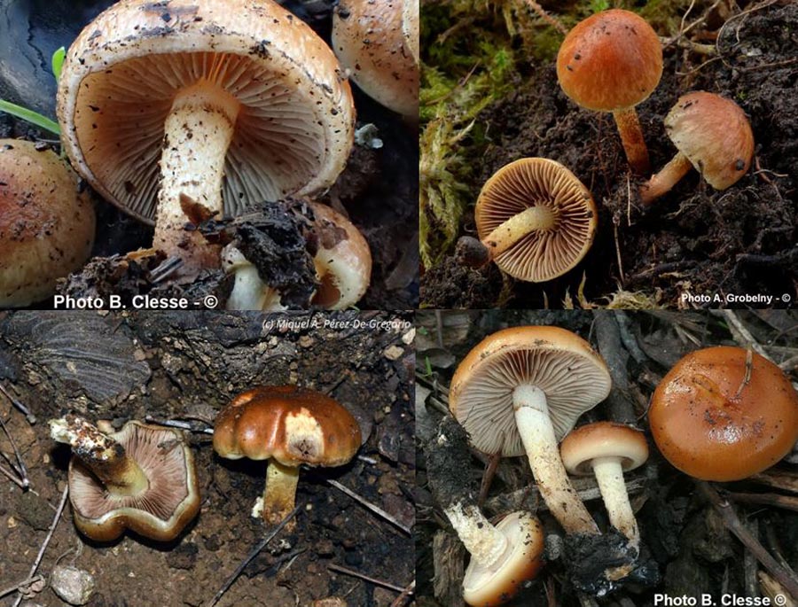 Pholiota highlandensis