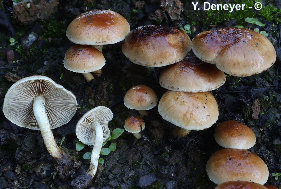 Pholiota highlandensis