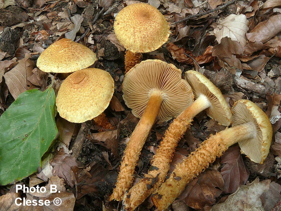 Pholiota humicola