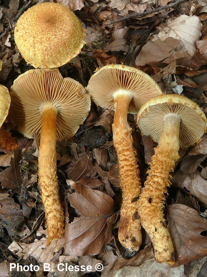 Pholiota humicola