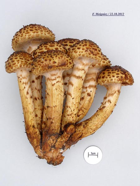 Pholiota jahnii