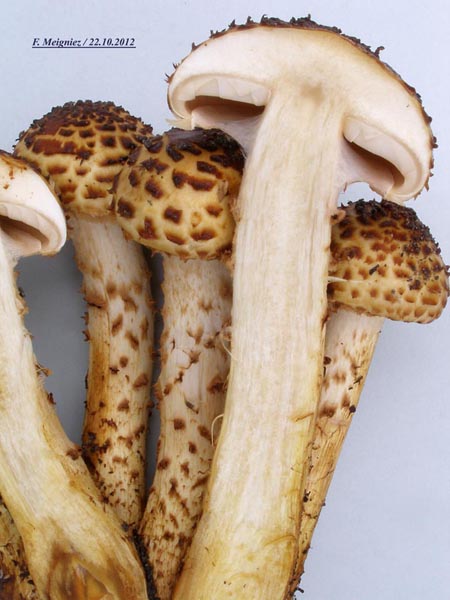 Pholiota jahnii