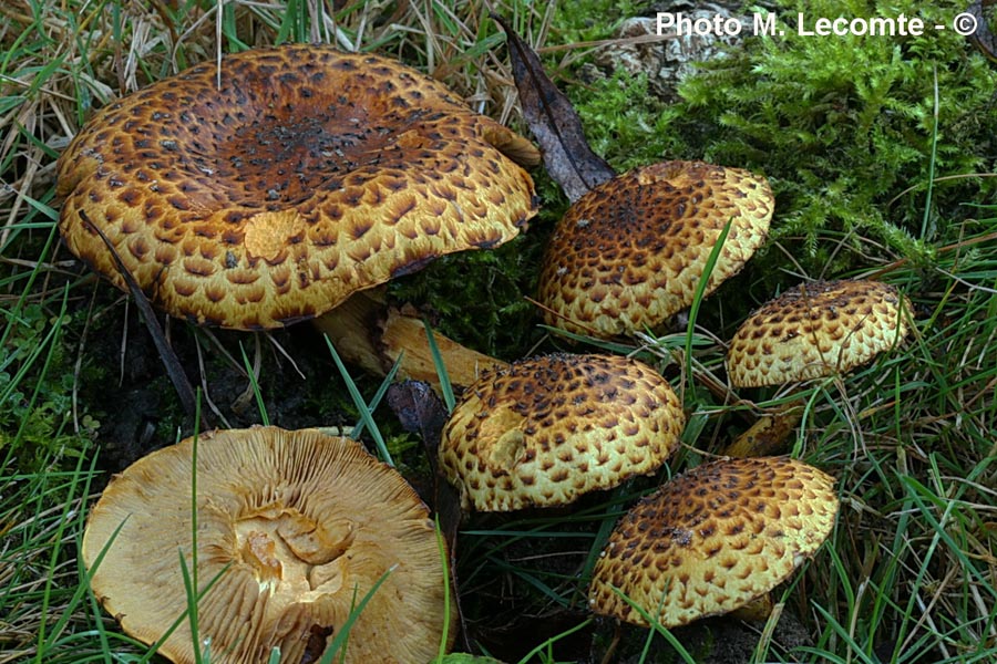 Pholiota jahnii